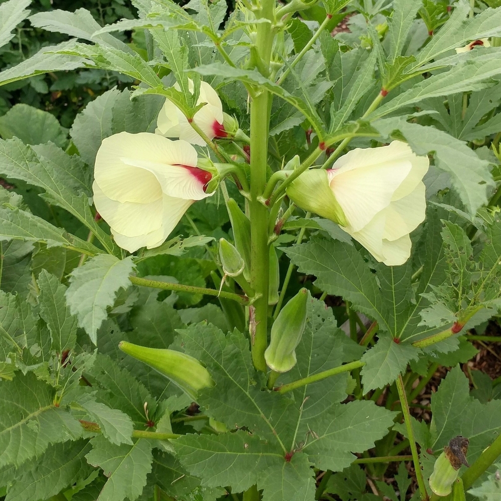 Seeds. Clemson Spineless Okra (1g)  2025